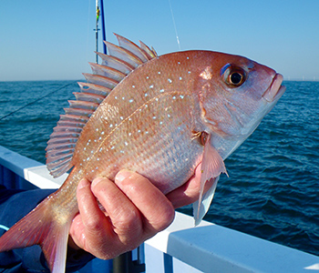 釣果報告